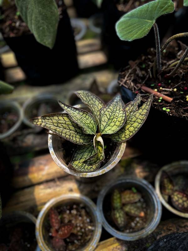 その他観葉植物 Cystorchis sp.\